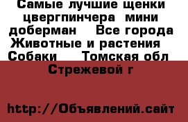 Самые лучшие щенки цвергпинчера (мини доберман) - Все города Животные и растения » Собаки   . Томская обл.,Стрежевой г.